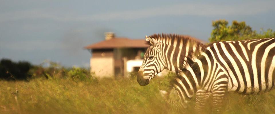 Ol Pejeta Holiday Villas แนนยูกี ภายนอก รูปภาพ
