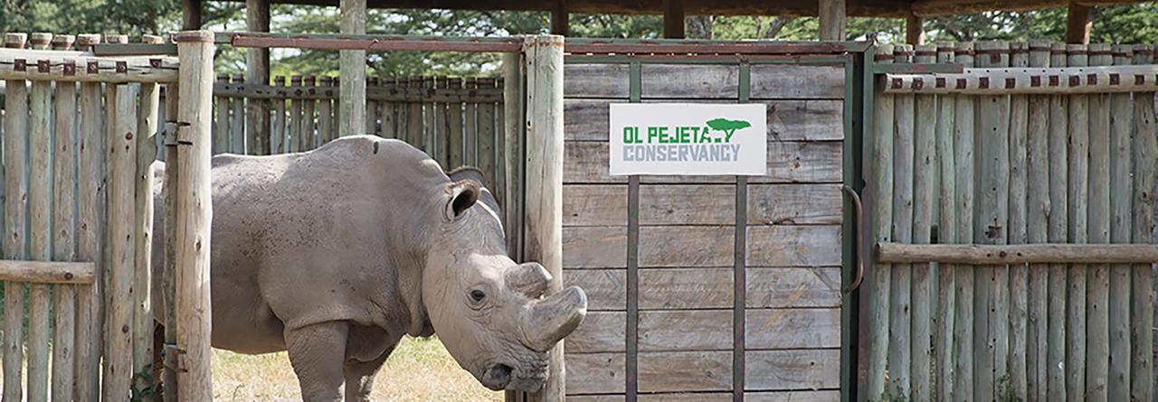 Ol Pejeta Holiday Villas แนนยูกี ภายนอก รูปภาพ