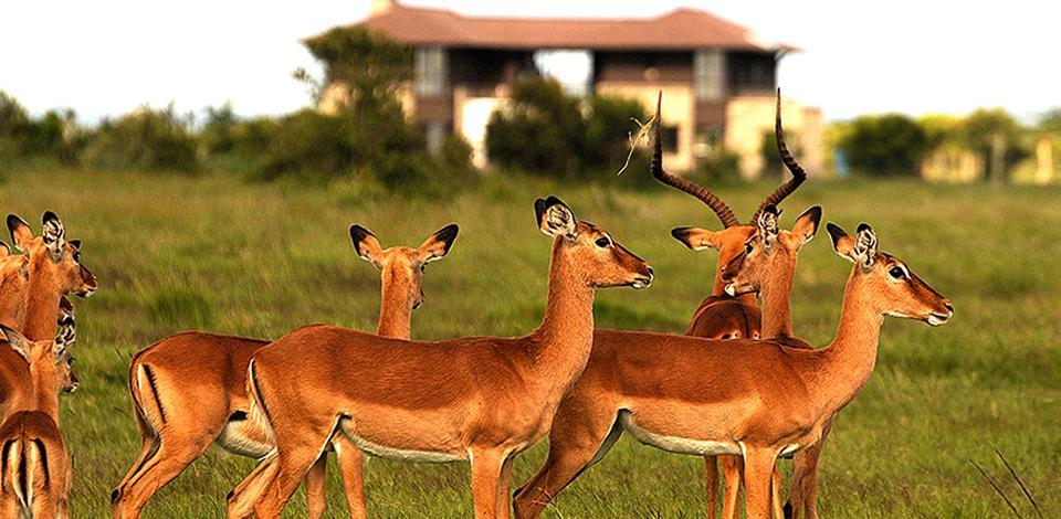 Ol Pejeta Holiday Villas แนนยูกี ภายนอก รูปภาพ