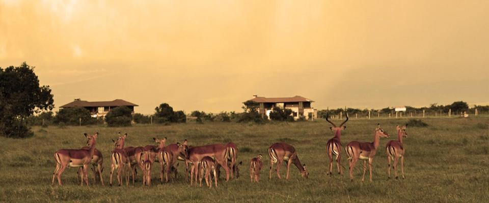 Ol Pejeta Holiday Villas แนนยูกี ภายนอก รูปภาพ