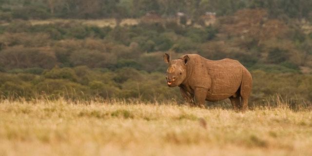 Ol Pejeta Holiday Villas แนนยูกี ภายนอก รูปภาพ